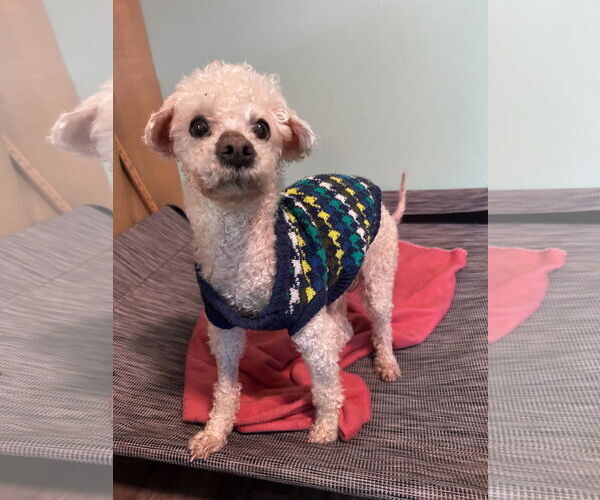 Medium Photo #2 Poodle (Miniature) Puppy For Sale in Pacolet, SC, USA