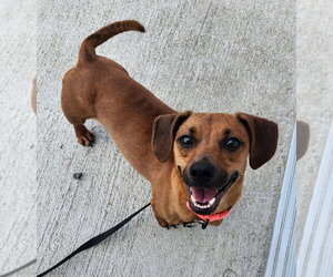 Dachshund Dogs for adoption in Walnutport, PA, USA