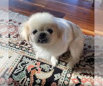 Small #3 Pekingese