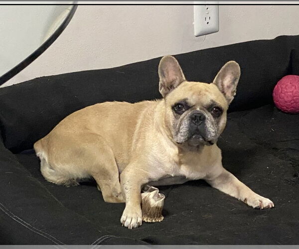 Medium Photo #7 French Bulldog-Unknown Mix Puppy For Sale in Missouri City, TX, USA