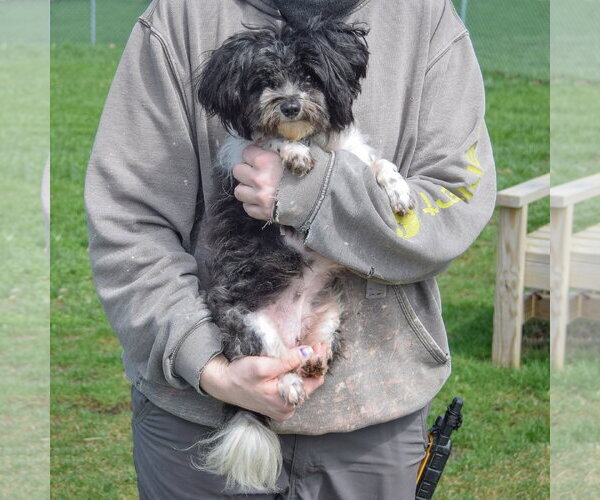 Medium Photo #2 Shih Tzu Puppy For Sale in Huntley, IL, USA