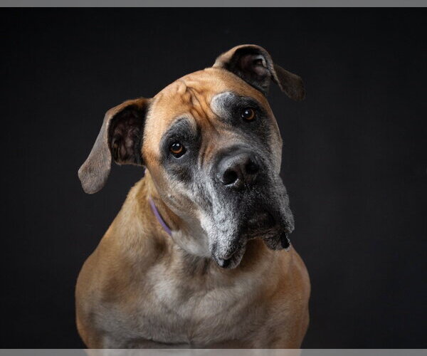 Medium Photo #5 Bullmastiff Puppy For Sale in Bullard, TX, USA