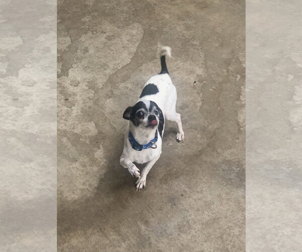 Medium Photo #4 Chihuahua Puppy For Sale in Santa Clarita, CA, USA