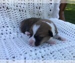 Puppy 3 Pembroke Welsh Corgi