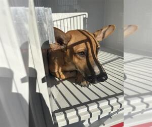 Black Mouth Cur-Unknown Mix Dogs for adoption in Houston, TX, USA