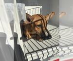 A662572 - Male Black Mouth Cur-Unknown Mix Dog for Adoption - Small photo