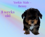 Image preview for Ad Listing. Nickname: Benny