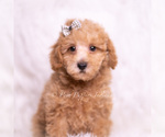 Puppy Tweetie Maltipoo (Miniature)
