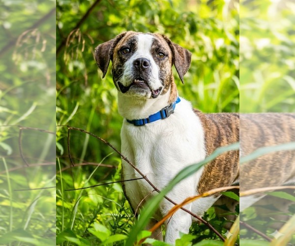 Medium Photo #2 Mutt Puppy For Sale in Rustburg, VA, USA
