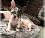 Small Photo #1 French Bulldog Puppy For Sale in CHIEFLAND, FL, USA