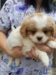 Puppy 2 Cava-Chin