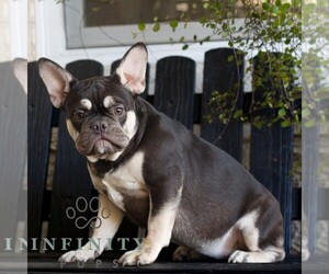 French Bulldog Puppy for sale in GAP, PA, USA