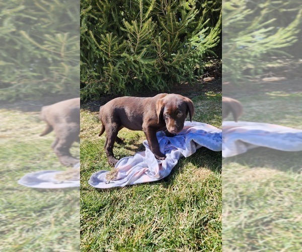 Medium Photo #8 Labrador Retriever Puppy For Sale in GREENWOOD, WI, USA