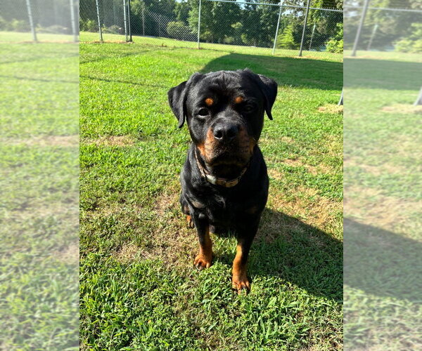 Medium Photo #12 Rottweiler Puppy For Sale in White Hall, AR, USA