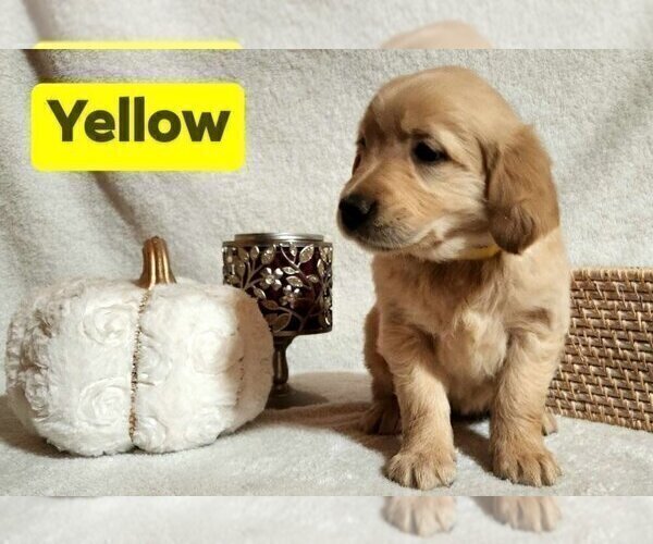 Medium Photo #4 Golden Retriever Puppy For Sale in ANDREWS, NC, USA