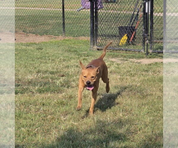 Medium Photo #3 American Pit Bull Terrier Puppy For Sale in Evansville, IN, USA