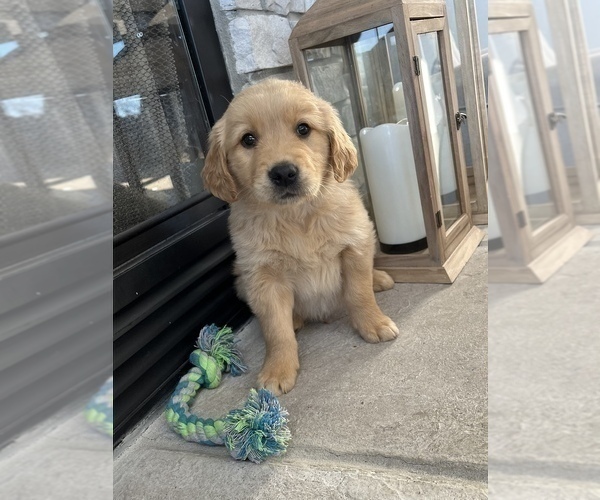 Medium Photo #2 Golden Retriever Puppy For Sale in BROOKLINE, MO, USA