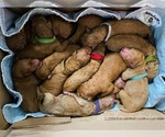Small Photo #14 Goldendoodle Puppy For Sale in MARION, OH, USA