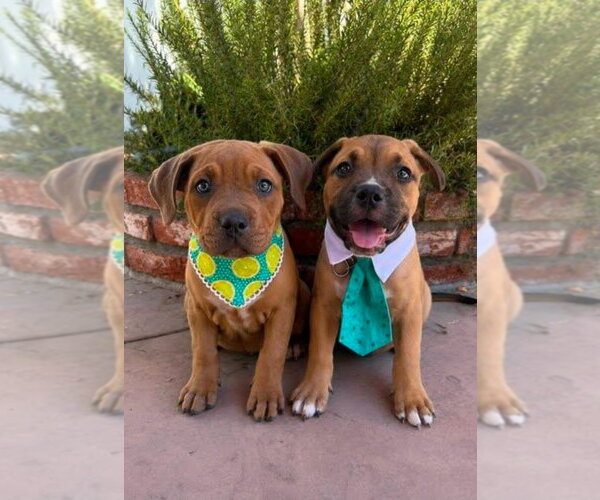 Medium Photo #10 American Staffordshire Terrier-Unknown Mix Puppy For Sale in Lake Forest, CA, USA