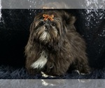 Puppy Charles AKC Shih Tzu