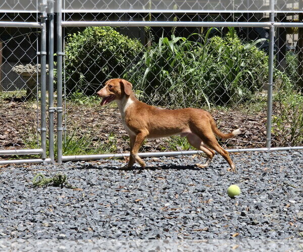 Medium Photo #3 Dachshund-Unknown Mix Puppy For Sale in Albemarle, NC, USA