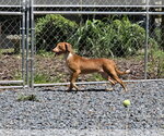 Small #2 Dachshund Mix