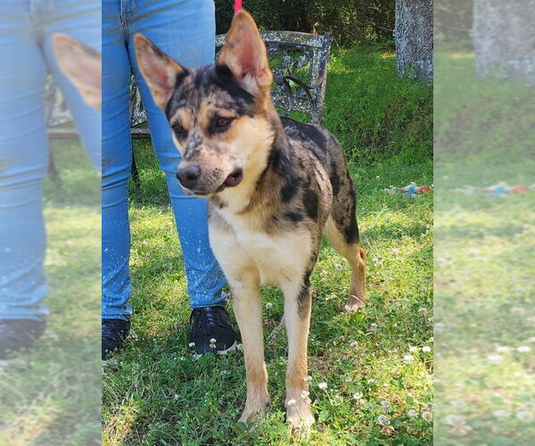 Medium Photo #2 Australian Shepherd-German Shepherd Dog Mix Puppy For Sale in Wetumpka, AL, USA