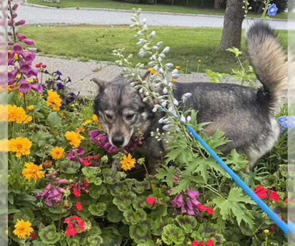 Medium Photo #2 Norwegian Elkhound-Unknown Mix Puppy For Sale in Anchorage, AK, USA