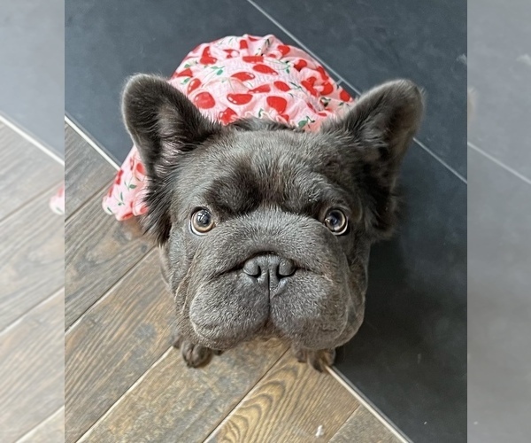 Medium Photo #5 French Bulldog Puppy For Sale in FRANKLIN, IN, USA