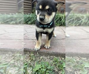 Medium Shiba Inu