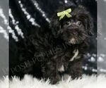 Small Photo #96 YorkiePoo Puppy For Sale in WARSAW, IN, USA