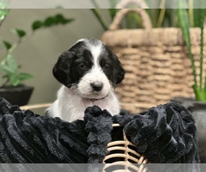 German Shorthaired Pointer-Goldendoodle Mix Puppy for sale in CASTLE ROCK, WA, USA