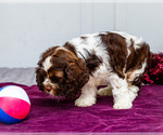 Small #5 Cocker Spaniel