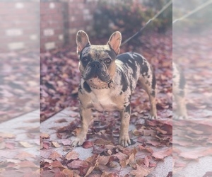Mother of the French Bulldog puppies born on 03/21/2025