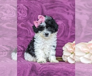 Poodle (Miniature) Puppy for sale in RISING SUN, MD, USA