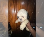 Small #3 Shih Tzu