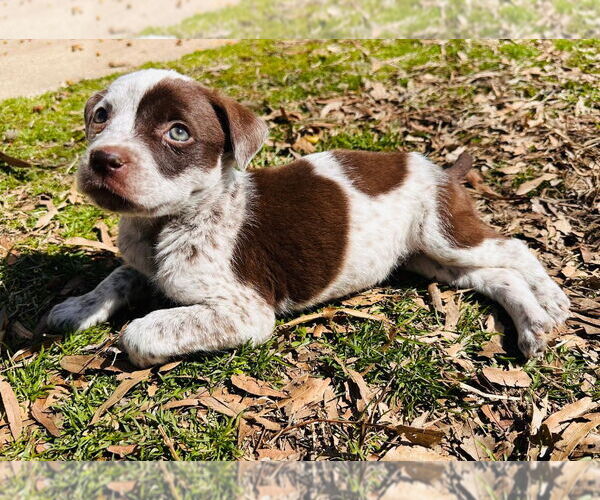 Medium Photo #1 American Pit Bull Terrier-Spaniel Mix Puppy For Sale in Claremore, OK, USA