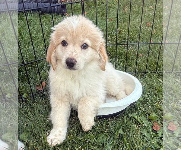 Medium Photo #8 Cocker Spaniel Puppy For Sale in Gilberts, IL, USA