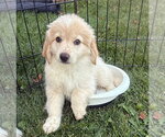 Small #7 Cocker Spaniel