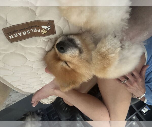 Medium Photo #3 Pomeranian Puppy For Sale in Phoenix, AZ, USA