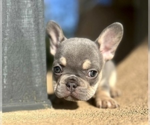 French Bulldog Puppy for sale in BOSTON, MA, USA