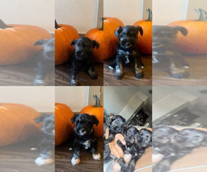 Schnauzer (Miniature) Puppy for sale in HOUSTON, TX, USA