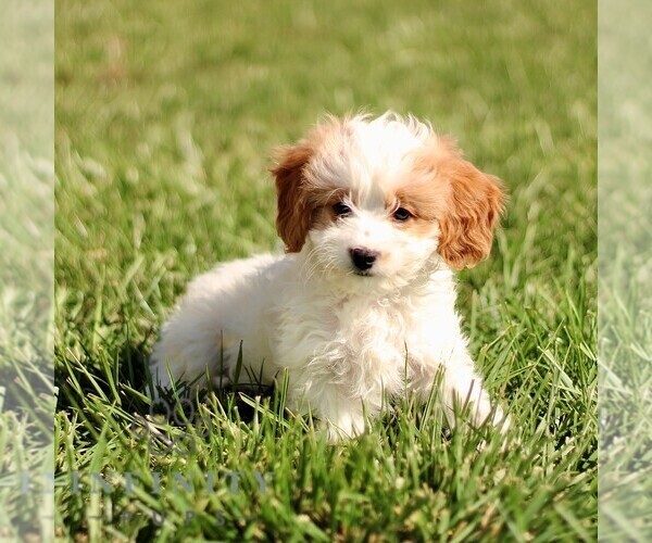 Medium Photo #1 Cavapoo Puppy For Sale in BIRD IN HAND, PA, USA