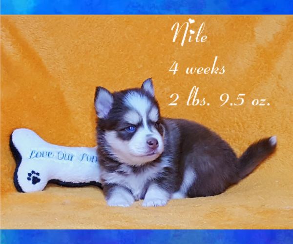 Medium Photo #32 Pomsky Puppy For Sale in RAMONA, CA, USA