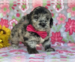Goldendoodle Puppy for sale in LANCASTER, PA, USA