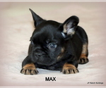 Small Photo #27 French Bulldog Puppy For Sale in WINNSBORO, TX, USA