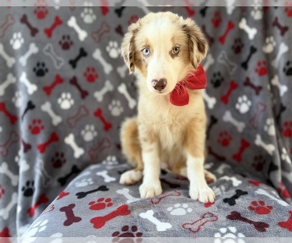 Medium Photo #8 Miniature Australian Shepherd Puppy For Sale in LAKELAND, FL, USA