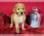 Small Photo #7 Poodle (Standard) Puppy For Sale in COLORADO SPRINGS, CO, USA