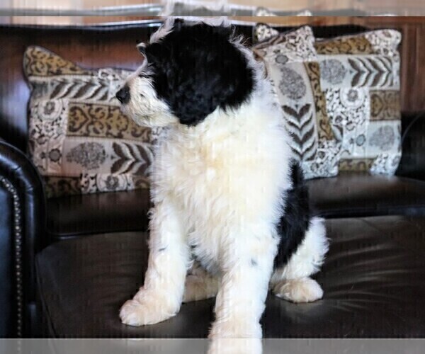 Medium Photo #16 Sheepadoodle Puppy For Sale in STANLEY, VA, USA