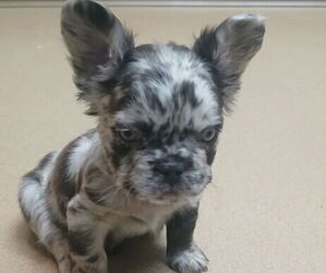 French Bulldog Puppy for sale in EDGERTON, WI, USA